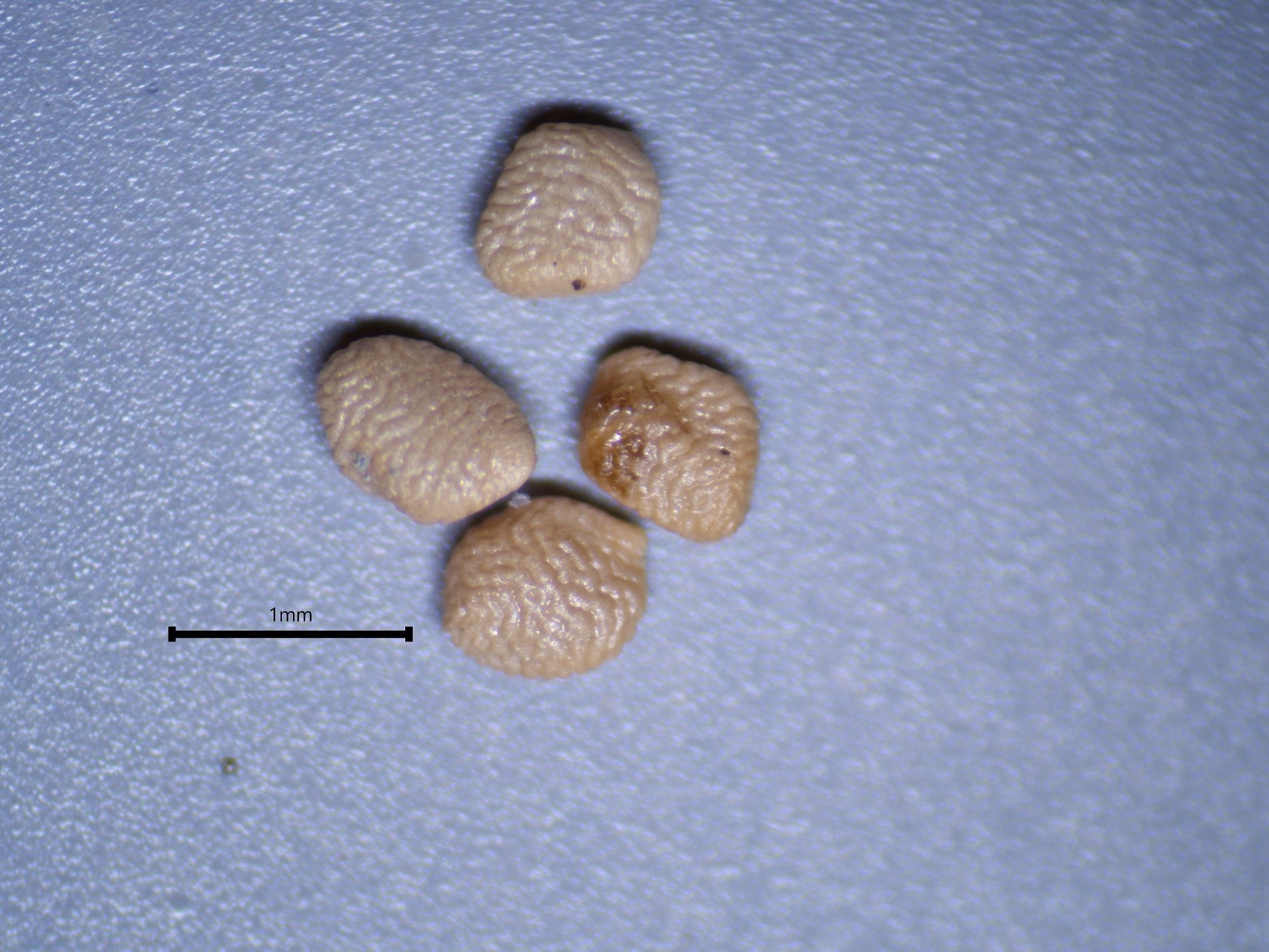 Four small seeds each less than 1mm long. Each seed is a slightly different shape between round and oblong. The surface of the seeds are light brown appearing lightly wrinkled